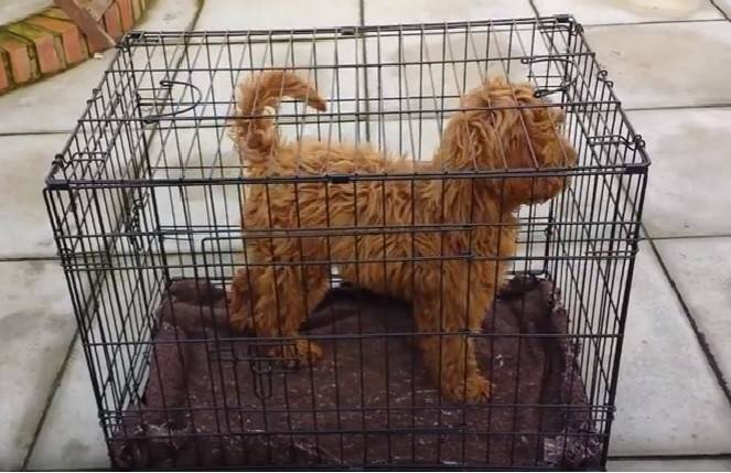 How Long Should I Crate Train My Dog How Long Should I Crate Train My Dog