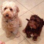 Five Signs You’re Ready to Get Another Cockapoo!