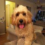 Cockapoo Owner Interview with Charlene and Cockapoo Barney