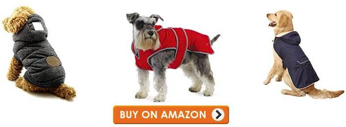 Must Haves Before Getting A Dog Must Haves Before Getting A Dog