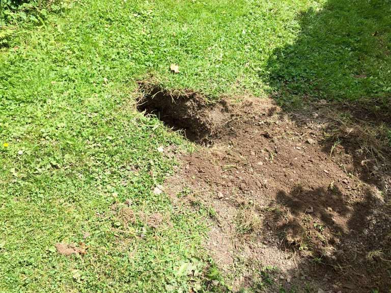 How To Stop Dogs Digging In Garden Beds How To Stop Dogs Digging In Garden Beds