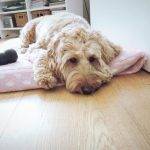 Why does my Cockapoo sleep like that? What does the sleeping position mean?