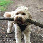 Is your Cockapoo bored? Watch for the signs and keep him stimulated.