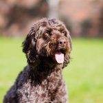 My Cockapoo and a question of poop. Let’s talk toilet habits.