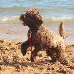 8 Reasons to Adopt a Cockapoo