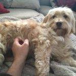 Why Is My Cockapoo Growling? What Exactly Does “Grrrr” Mean?