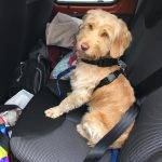 Cockapoo road trip! How to make traveling with your dog a success.