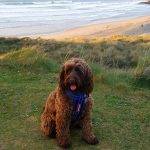 Microchipping Your Cockapoo