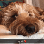 Cockapoo Owner Interview with Polly and Cockapoo Teddy
