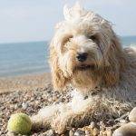 Why Does My Cockapoo Keep Barking
