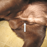 When Should You Spay or Neuter Your Cockapoo? We Tell You When and Why