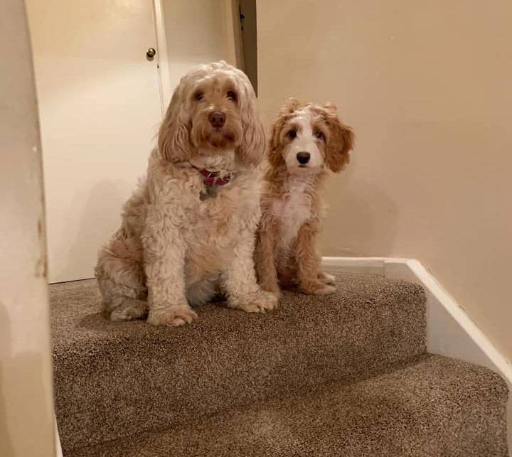 cockapoo small breed