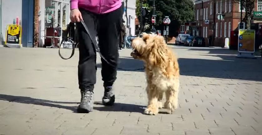 Croissance et durée de vie du Cockapoo