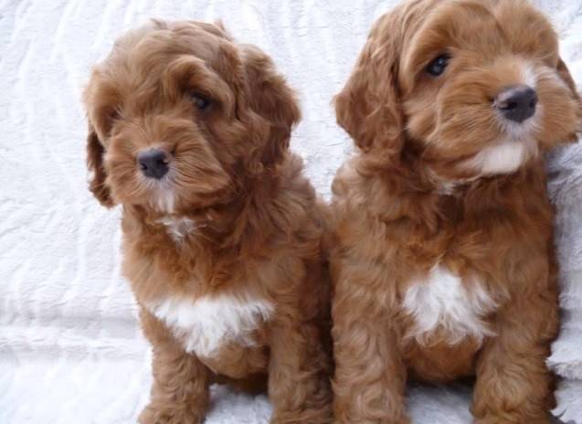 tan cockapoo puppy