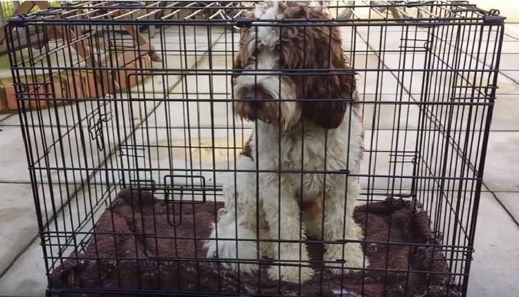What Toys Are Safe To Leave In Dog Crate What Toys Are Safe To Leave In Dog Crate