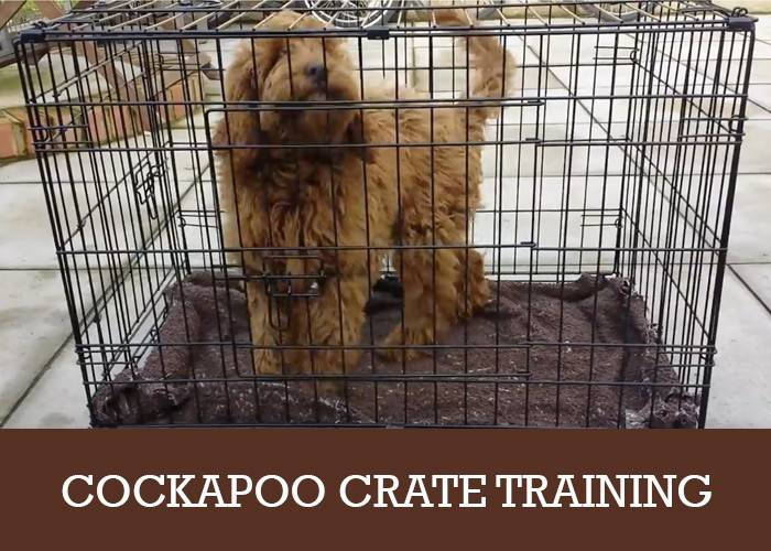 cockapoo crate training