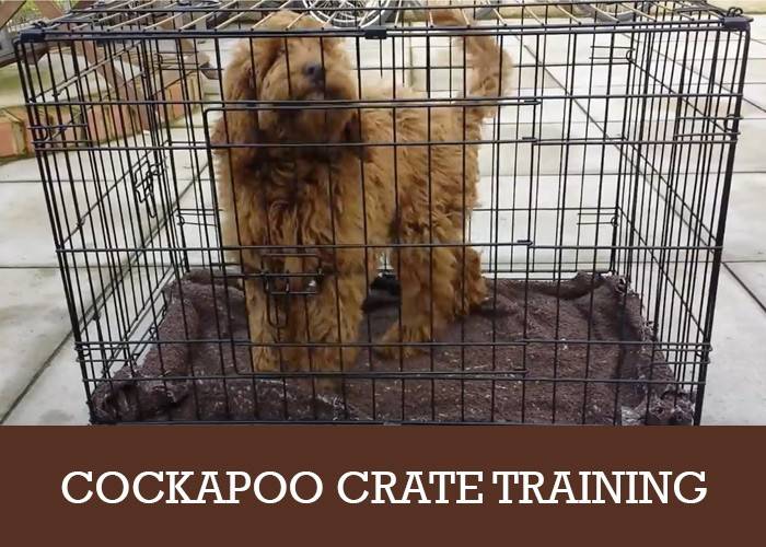 Cockapoo Crate Training Tips For Adults 