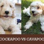 cockapoo vs cavapoo