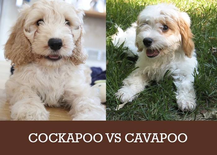 cockapoo vs cavapoo