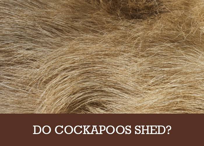 Do Cockapoos Shed Hair? (Puppy Shedding and Adults)