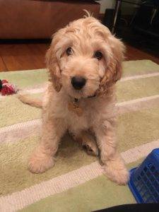 cockapoo puppies for sale uk kennel club