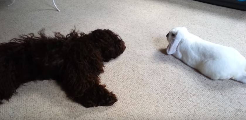 Will a cockapoo get along with my pet rabbit