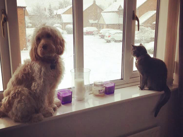 Will My Cockapoo Get Along With Cats 