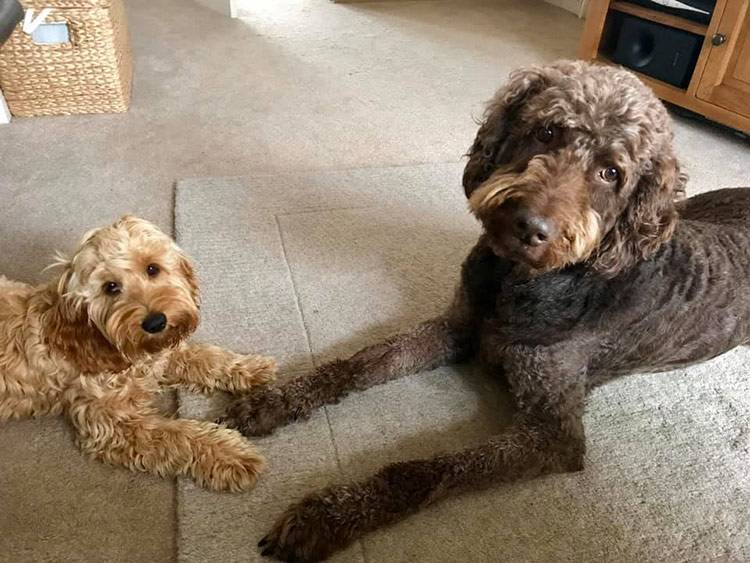 cockapoo big