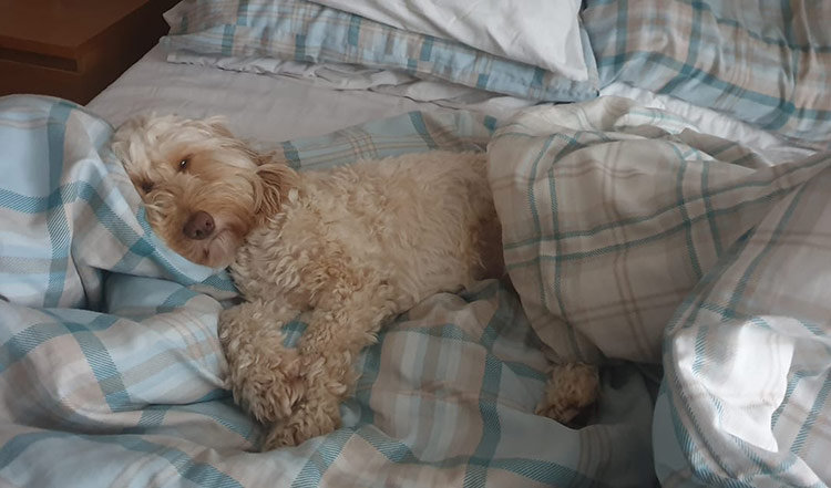 My Cockapoo Sleeps All Day Are They Ok Cockapoo Hq