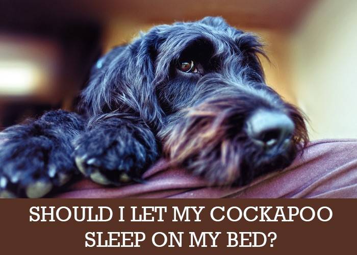 Should I Let My Cockapoo Sleep In My Bed Cockapoo Hq