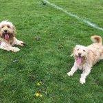 Are Cockapoos Easy To Train? We Tell You What You Need to Know