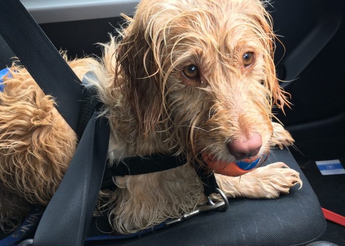 How To Keep Your Car Clean From a Muddy Cockapoo Cockapoo HQ