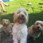 Cockapoo Colours (Pictures, Brown, Chocolate, Red, Black)