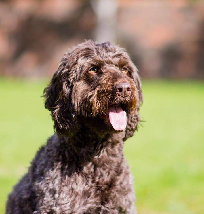 cockapoo and allergies