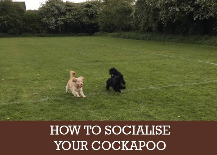 cockapoo socialising