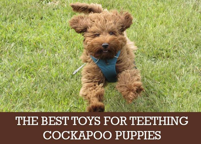 Cockapoo Puppy Toys We Look At The Best Ones