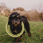 Cockapoo owner interview with Kelly and Buddy