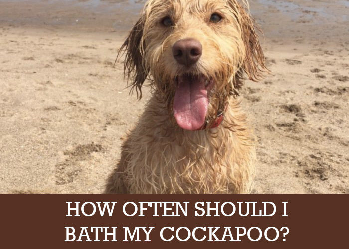 Cockapoo and Baths (How To, and How Often) Cockapoo HQ