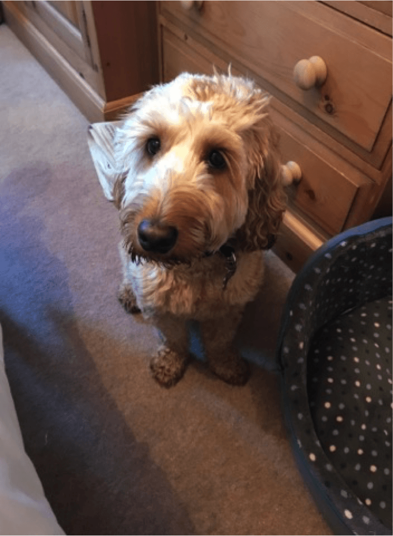 teddy bear groom cockapoo
