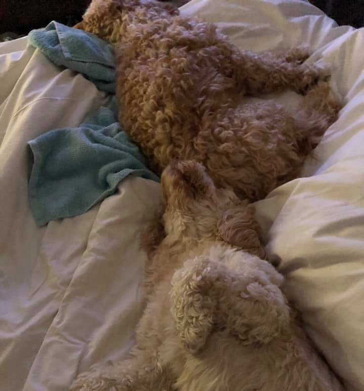Why Does My Cockapoo Sleep Like That Cockapoo Hq