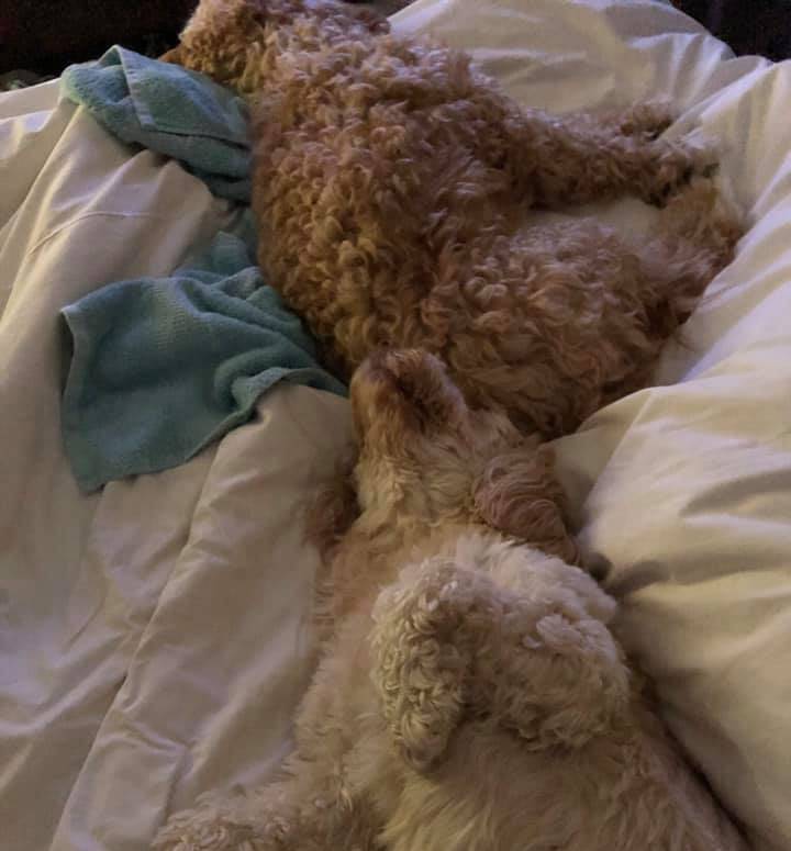 do cockapoos sleep a lot