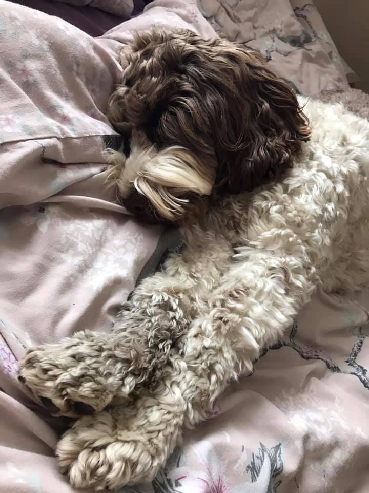 Why Does My Cockapoo Sleep Like That Cockapoo Hq