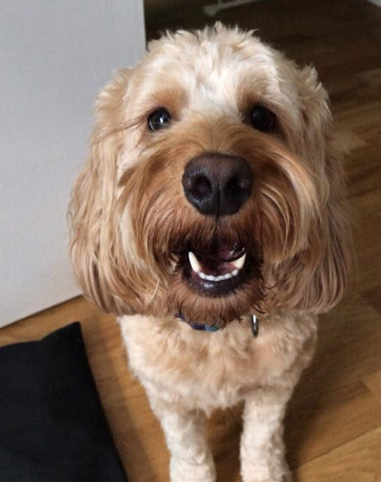 happy cockapoo