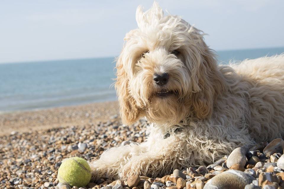 when does a puppy have its first season