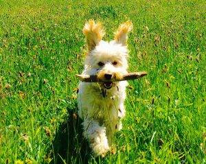 Cockapoo Runt 15 Reasons Cockapoos Are The Best Dogs - Cockapoo HQ