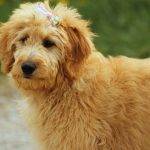 Cockapoo vs. Mini Goldendoodle