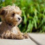 Cockapoo vs Maltipoo: It’s Mutt of a Muttness