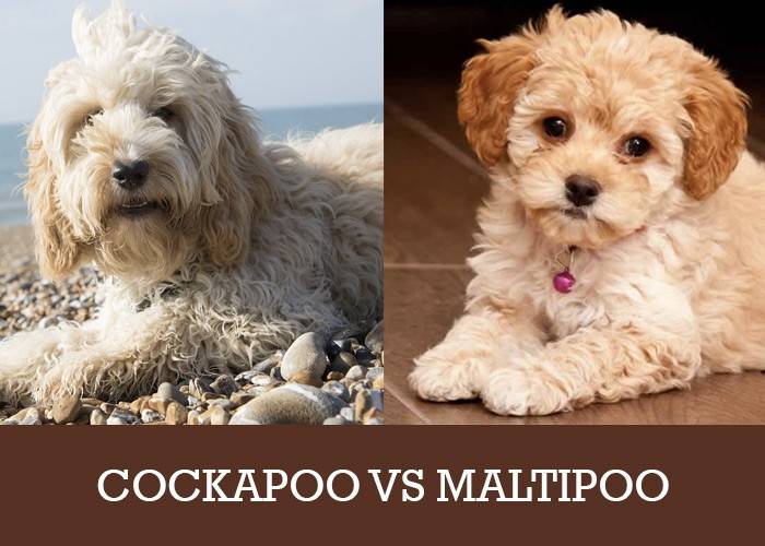 maltipoo cockapoo vs cavapoo mutt leave