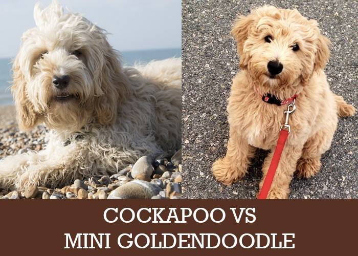 Mini Goldendoodle Size Chart