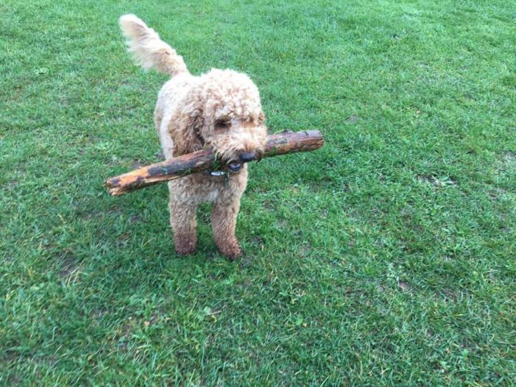 cockapoo hunting